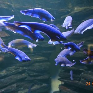 Berlin Zoo Aquarium 24.4.16