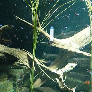 Berlin Zoo Aquarium 24.4.16