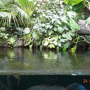 Berlin Zoo Aquarium 24.4.16