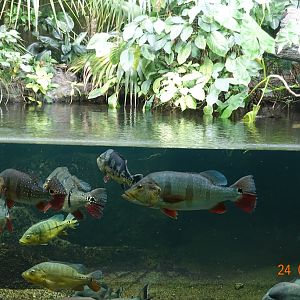 Berlin Zoo Aquarium 24.4.16