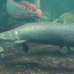 Berlin Zoo Aquarium 24.4.16