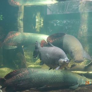 Berlin Zoo Aquarium 24.4.16