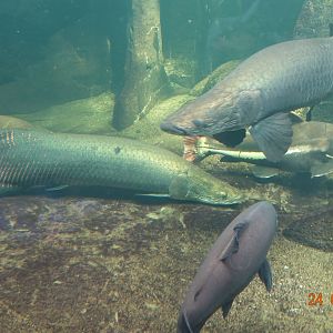 Berlin Zoo Aquarium 24.4.16