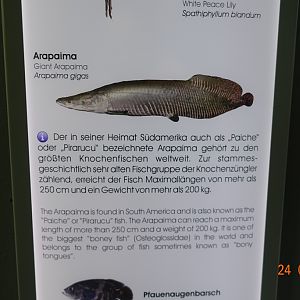 Berlin Zoo Aquarium 24.4.16