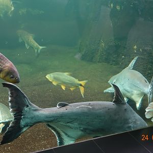 Berlin Zoo Aquarium 24.4.16