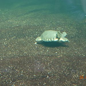 Berlin Zoo Aquarium 24.4.16