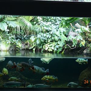 Berlin Zoo Aquarium 24.4.16