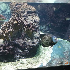 Berlin Zoo Aquarium 24.4.16