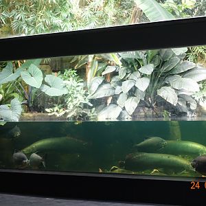 Berlin Zoo Aquarium 24.4.16