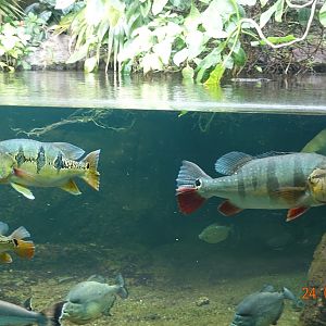 Berlin Zoo Aquarium 24.4.16