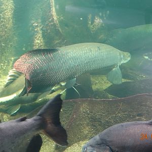 Berlin Zoo Aquarium 24.4.16