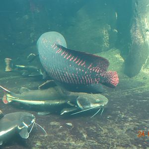 Berlin Zoo Aquarium 24.4.16