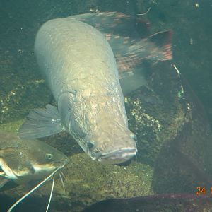 Berlin Zoo Aquarium 24.4.16