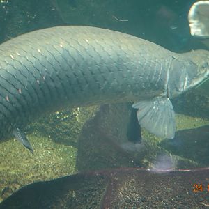 Berlin Zoo Aquarium 24.4.16