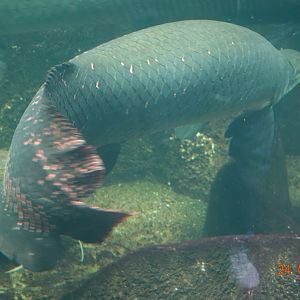 Berlin Zoo Aquarium 24.4.16