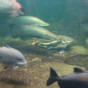 Berlin Zoo Aquarium 24.4.16