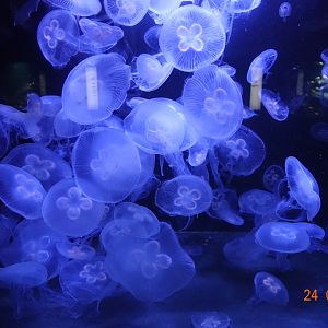 Berlin Zoo Aquarium 24.4.16