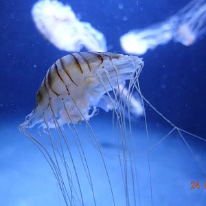 Berlin Zoo Aquarium 24.4.16