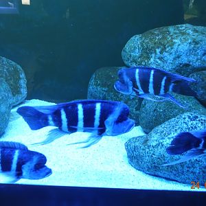 Berlin Zoo Aquarium 24.4.16