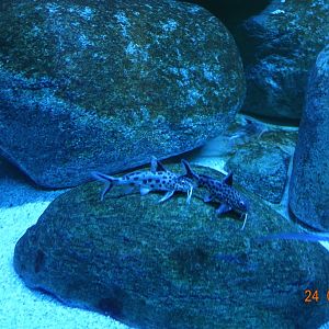 Berlin Zoo Aquarium 24.4.16