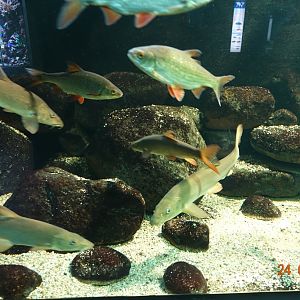 Berlin Zoo Aquarium 24.4.16