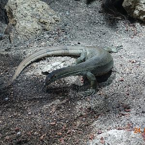 Berlin Zoo Aquarium 24.4.16