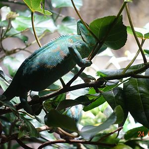 Berlin Zoo Aquarium 24.4.16