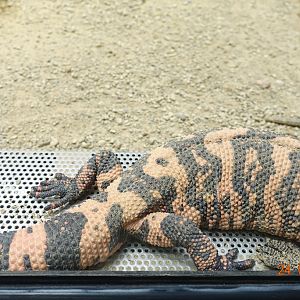 Berlin Zoo Aquarium 24.4.16