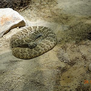 Berlin Zoo Aquarium 24.4.16