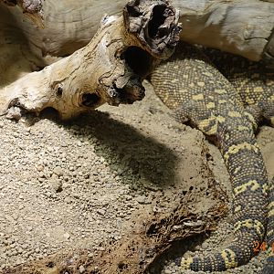 Berlin Zoo Aquarium 24.4.16