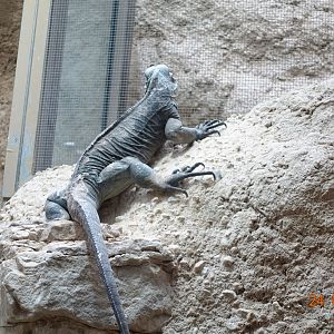 Berlin Zoo Aquarium 24.4.16