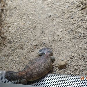 Berlin Zoo Aquarium 24.4.16