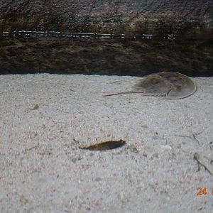 Berlin Zoo Aquarium 24.4.16