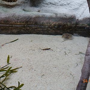 Berlin Zoo Aquarium 24.4.16