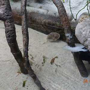 Berlin Zoo Aquarium 24.4.16