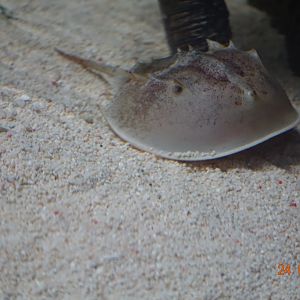 Berlin Zoo Aquarium 24.4.16