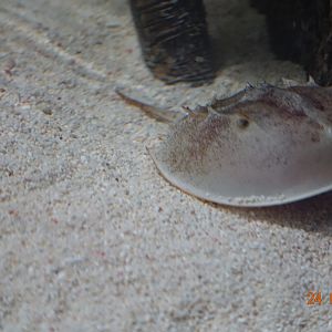 Berlin Zoo Aquarium 24.4.16