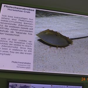 Berlin Zoo Aquarium 24.4.16