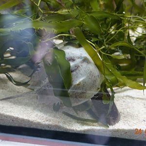 Berlin Zoo Aquarium 24.4.16