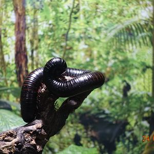 Berlin Zoo Aquarium 24.4.16