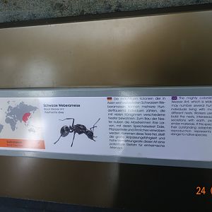 Berlin Zoo Aquarium 24.4.16