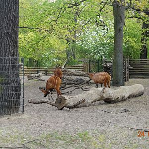 Berlin Zoo 24.4.16
