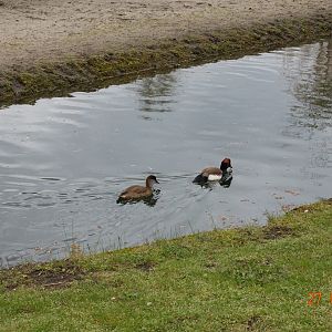 Berlin Tierpark 27.4.16