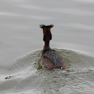 Great crested grebe