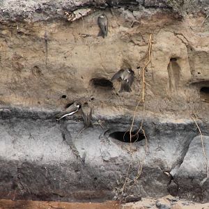 Breeding-colony Sand Martins