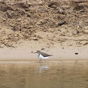 Common sandpiper