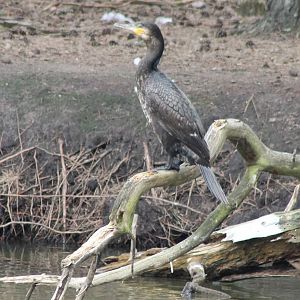 Great cormorant