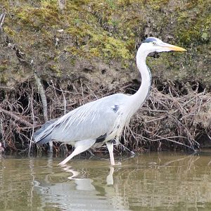 Grey heron