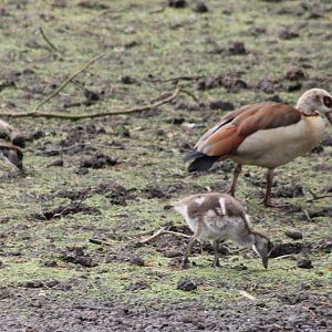 Egyptian goose with young