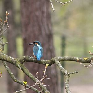 European kingfisher